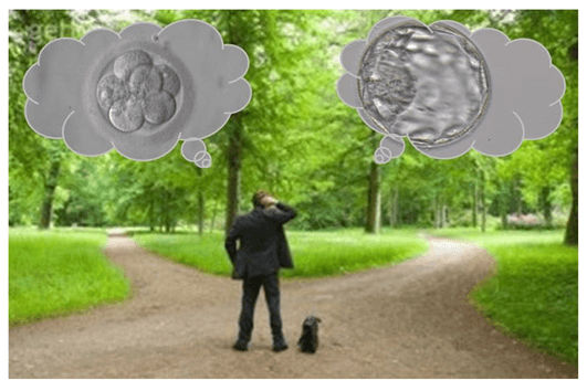 Qual melhor dia para transferir embrião: Terceiro dia (D3) ou Blastocisto (D5/D6)?