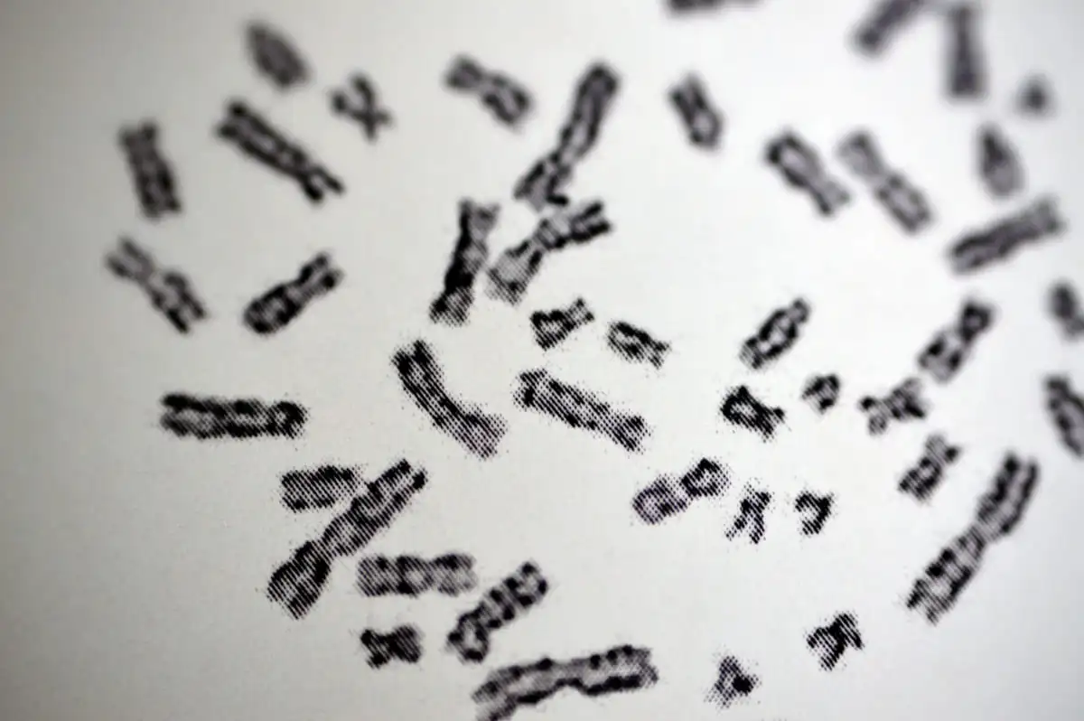 Trissomia 16 e a relação com o abortamento espontâneo