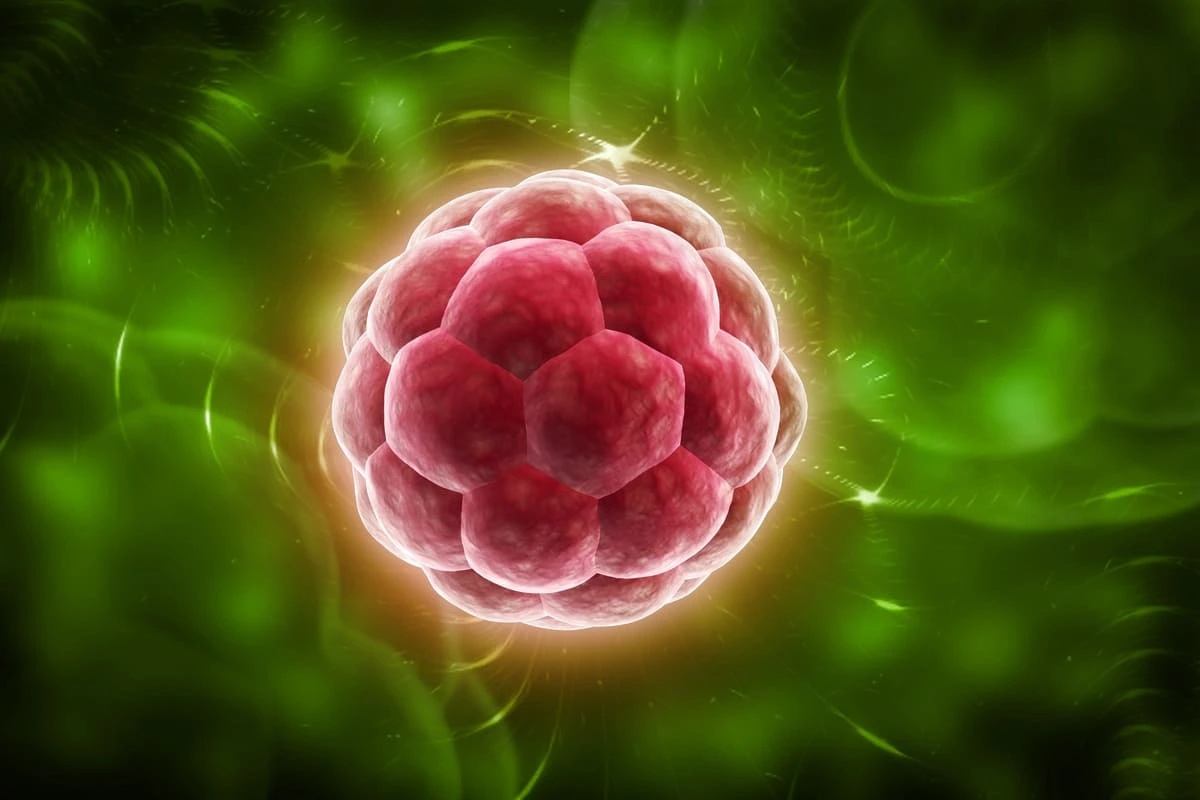 Quais as chances de a FIV dar certo com 1 embrião?