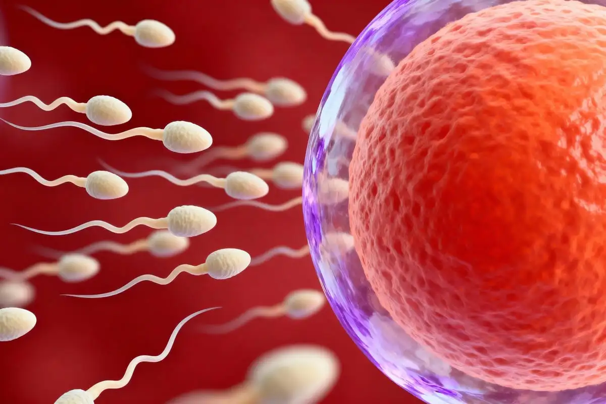 Onde acontece a fecundação? Entenda de forma simples